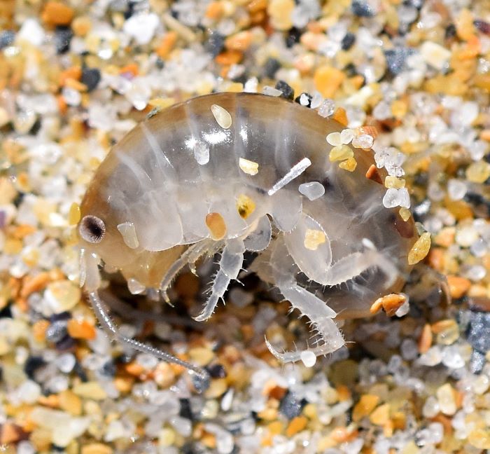 Sand Hopper Map Crabs, Lobsters and Prawns – Coos Green